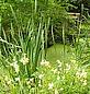 Reedbed at Potteric Carr © WWF UK / Peter Denton