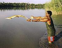 Releasing juvenile crocodile, Tarifai