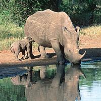 White rhino mother and baby - M Harvey / WWF-Canon White rhino mother and baby