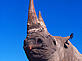 © Martin Harvey / WWF-Canon Black rhinoceros Close-up of horn as seen from underneath Black rhinoceros (Diceros bicornis); Zimbabwe
Diceros bicornis Black rhinoceros Close-up of horn as seen from underneath Zimbabwe
© Martin Harvey / WWF-Canon