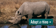 Adopt a rhino
