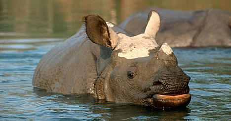 Indian rhinoceros, Royal Chitwan National Park, Terai Arc Landscape, Nepal Indian rhinoceros, Royal Chitwan National Park, Terai Arc Landscape, Nepal