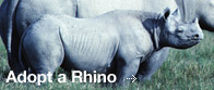 Adopt a rhino