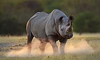 Rhino
