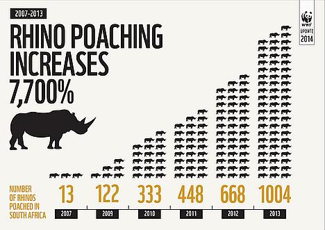 A Rhino infographic describing the number of Rhinos that have been poached since 2007. The percentage increase is 7,700 percent.