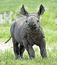 Black rhinoceros baby