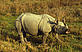 © Michel Terrettaz / WWF-Canon Rhinoceros unicornis (Greater one-horned rhinoceros), Royal Chitwan National Park, Nepal