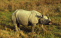 Rhinoceros unicornis (Greater one-horned rhinoceros), Royal Chitwan National Park, Nepal - © Michel Terrettaz / WWF-Canon Rhinoceros unicornis (Greater one-horned rhinoceros), Royal Chitwan National Park, Nepal