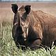 Kes & Fraser SMITH / WWF-Canon Northern white rhinoceros
