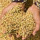 Threshed rice, Philippines