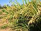 Rice field