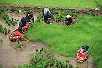 Women planting rice on the outskirts of Royal Chitwan National Park, Nepal. 