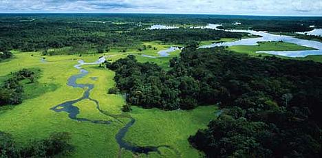 Flooded forest, Amazonas, Brazil Flooded forest, Amazonas, Brazil