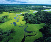 Rio Negro forest reserve, Amazonas, Brazil © WWF-Canon / Michel Roggo