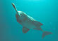 WWF-Canon / François Xavier PELLETIER River or Freshwater Dolphins Platanistidae Brazil. River dolphin, Brazil © WWF-Canon / François Xavier PELLETIER