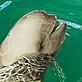 Finless or Yangtze river porpoise; Hubei Province, China