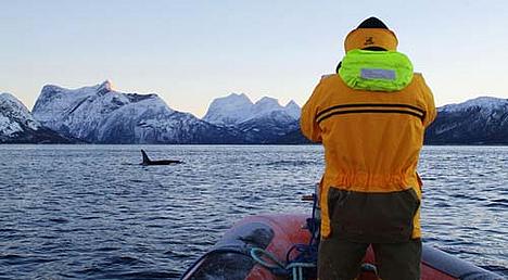 Observing whale © Ronny Frimann/Zine.No / WWF