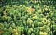 Mixed forest in its autumn colours Pechoro-Ilychskiy Nature Reserve, Komi Republic, Russian Federation