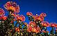 Pincushion flower: Fynbos species of Cape floral kingdom, South Africa