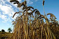 Beer production