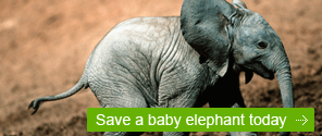 Elephant appeal - save a baby elephant today