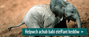 Helpwch achub babi eleffant heddiw
