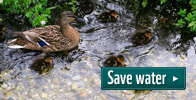 Save water