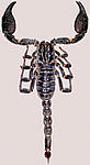 Heterometrus nepalensis - one of three new species of scorpion found in Nepal, all since 2004.