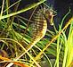 Seahorse, marine, ORCA, fish, sea - © WWF-UK Seahorse © WWF-UK