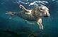 Juvenile seal off Land's End © Charles Hood / WWF-UK