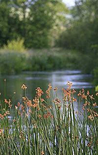 Sedge on riverbank