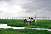 Severn estuary © Richard Wilson / WWF-UK