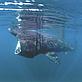 Basking shark feeding in UK waters - © Paul Naylor / www.marinephoto.org / WWF-UK Basking shark feeding in UK waters