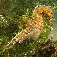 A short-snouted seahorse, photographed in UK waters