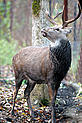 Sika deer in the rehabilitation center
© Vladimir Filonov / WWF-Canon - © Vladimir Filonov / WWF-Canon Sika deer in the rehabilitation center
