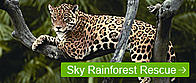 Sky Rainforest Rescue promo button jaguar in the amazon
