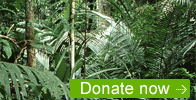 Donate to Sky Rainforest Rescue 