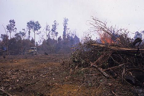 Forest fire in Indonesia to make way for palm oil plantation. 