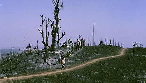 © WWF-Canon / A Christy Williams  Slash and burn agriculture