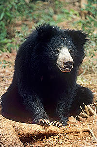 Sloth bear
