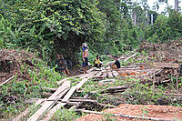 Small scale illegal logging, West Kalimantan, Borneo - (C) Robin Clegg Small scale illegal logging, West Kalimantan, Borneo