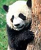 Perhaps China's most well known species the Giant panda (Ailuropoda melanoleuca), China © WWF Canon / Michel GUNTHER