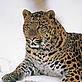 Snow leopard - V Solkin / WWF-Russia Snow leopard