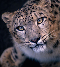 snow leopard