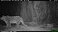 Snow leopard, night-time camera trap image, Wangchuck Centennial Park, Bhutan, October-November 2011 © Royal Government of Bhutan (DoFPS) and WWF