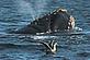Southern Right whale © WWF-Canon / James FRANKHAM