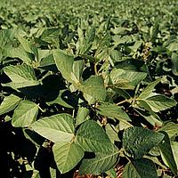 Soybeans, Paraná, Brazil