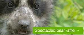Spectacled bear raffle