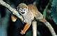 Juan Pratginestós/WWF-Brazil Squirrel monkey Amazon Squirrel monkey inhabiting the Tumucumaque mountain chain, J Pratginestós/WWF-Brazil