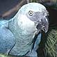 © WWF-Canon/R LEGUEN spinx macaw